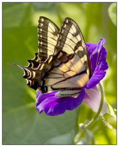 SwallowtailMorningGlory